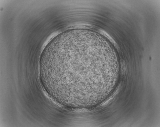 X0000078290994200611251438