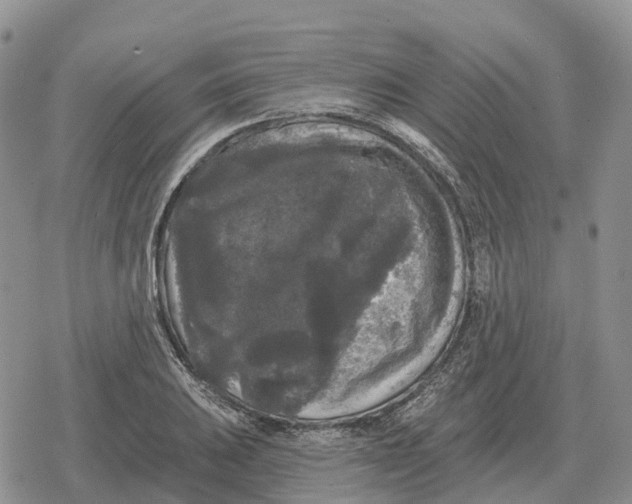 X0000078291031200611251438