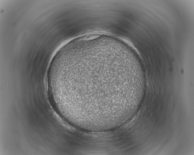 X0000078291032200611251438