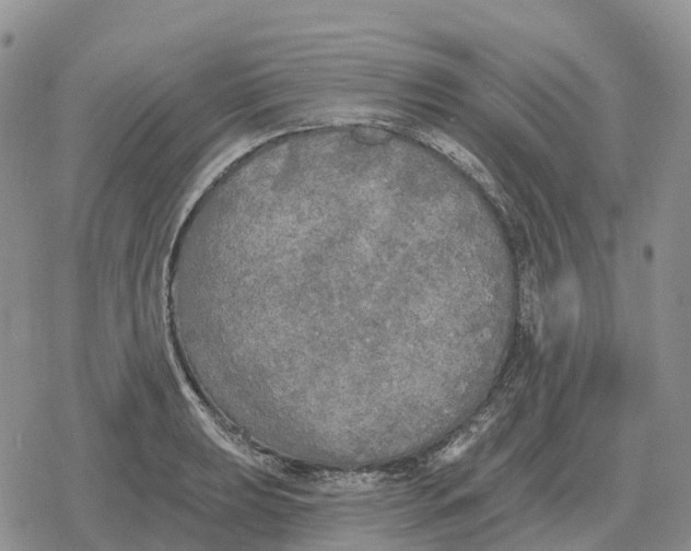 X0000078291039200611251438