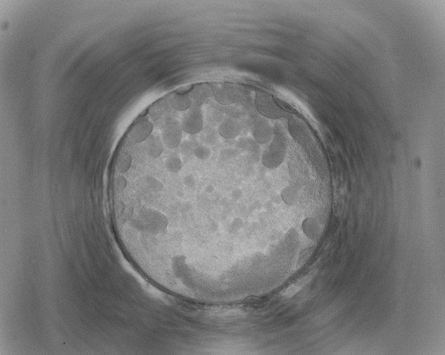 X0000078291103200611251437