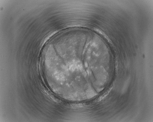 X0000078291121200611251436