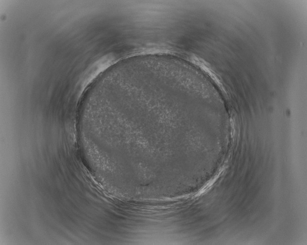 X0000078291165200611251436