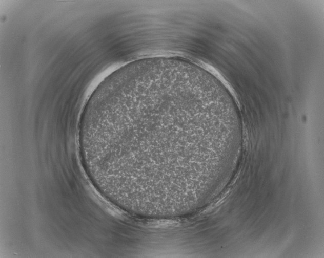 X0000078291187200611251435