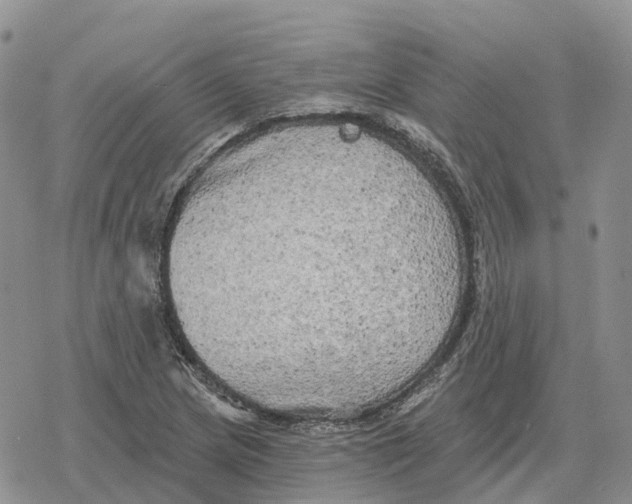 X0000078291217200611251435