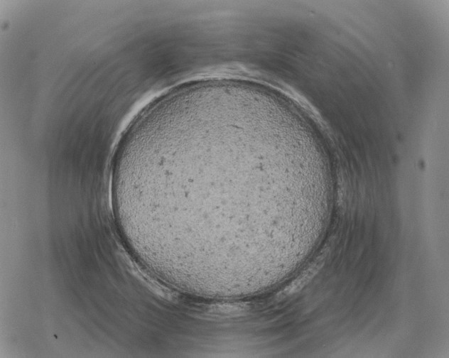 X0000078291224200611251435