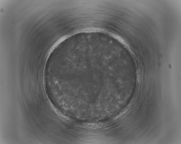 X0000078291229200611251435