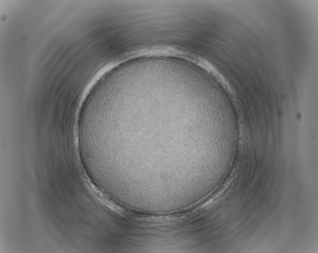 X0000078291232200611251435