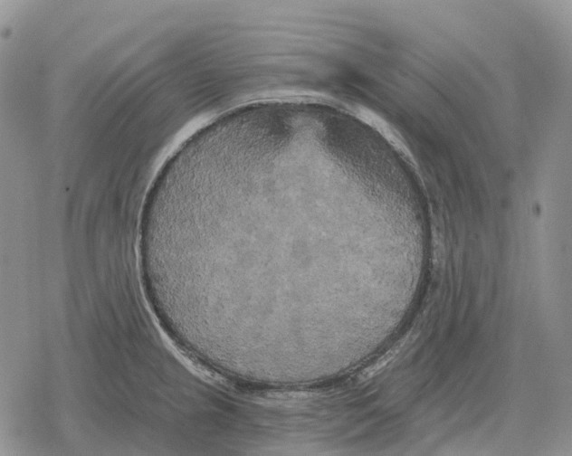 X0000078291237200611251435