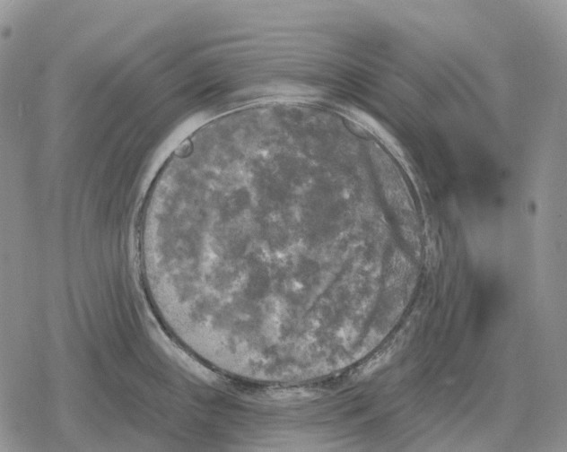 X0000078291243200611251435