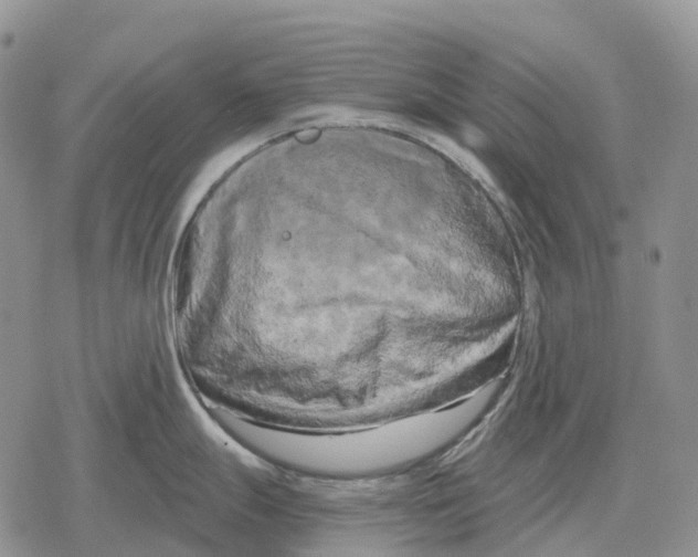 X0000078291247200611251435