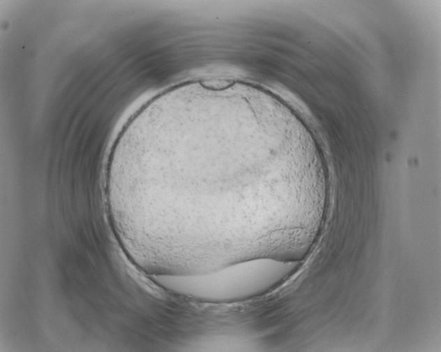 X0000078291248200611251435