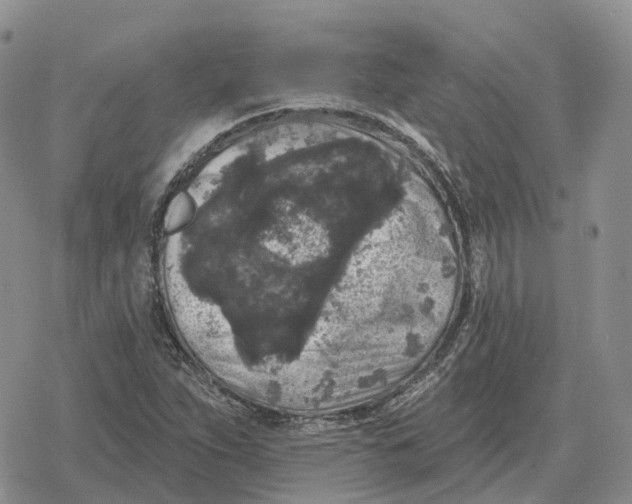 X0000078291263200611251434