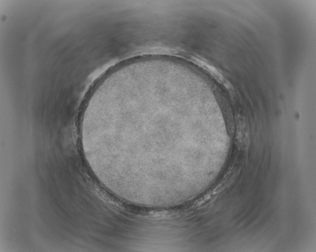 X0000078291264200611251434