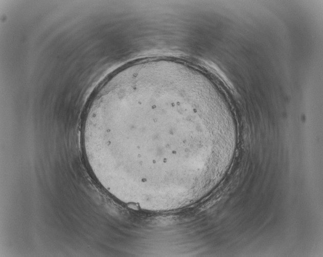 X0000078291268200611251434