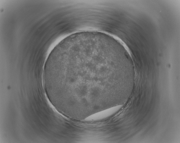 X0000078291295200611251434