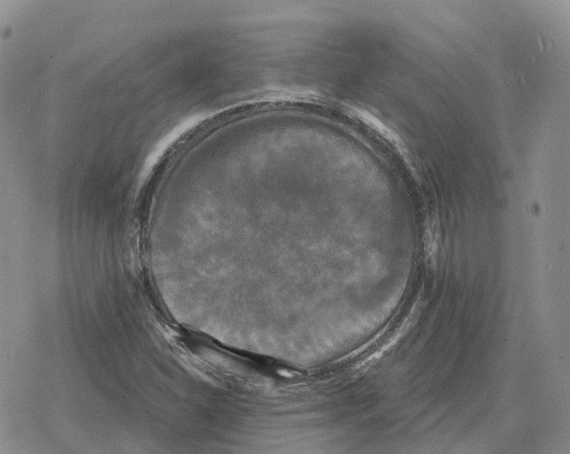 X0000078291310200611251433