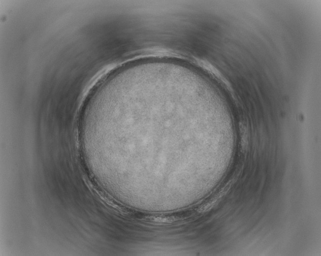 X0000078291318200611251433