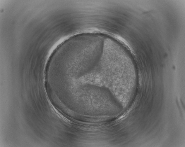 X0000078291326200611251433