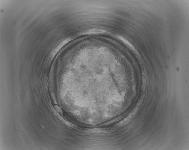 X0000078291329200611251433