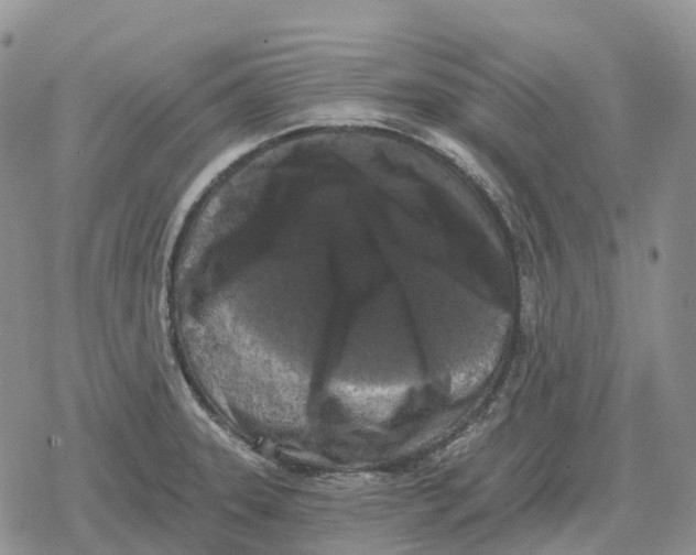 X0000078291331200611251433