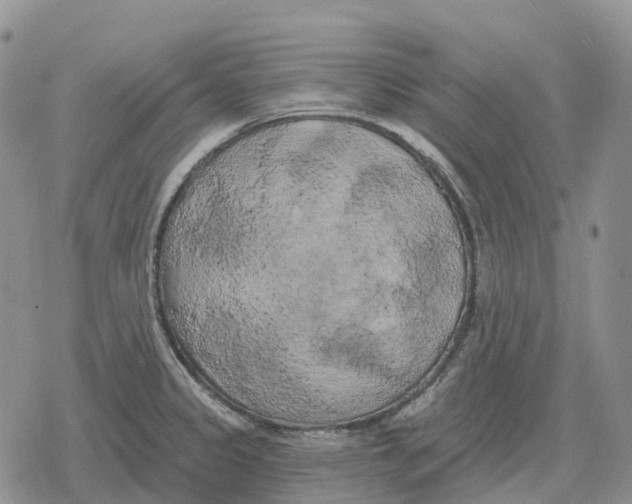 X0000078291333200611251433