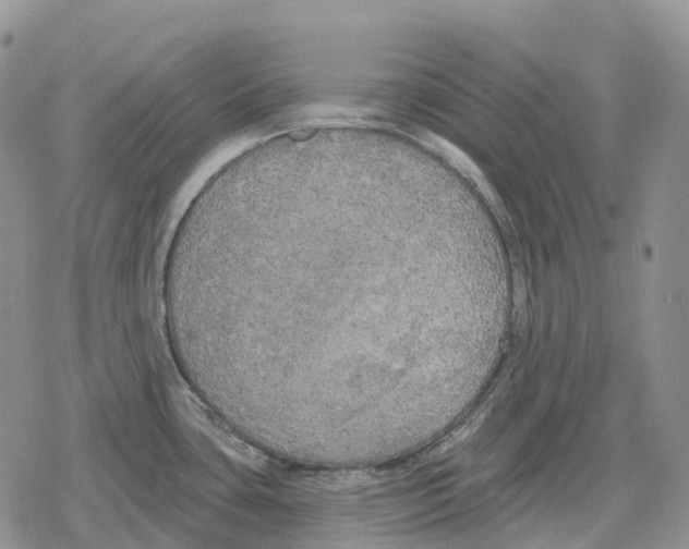 X0000078291435200611251432