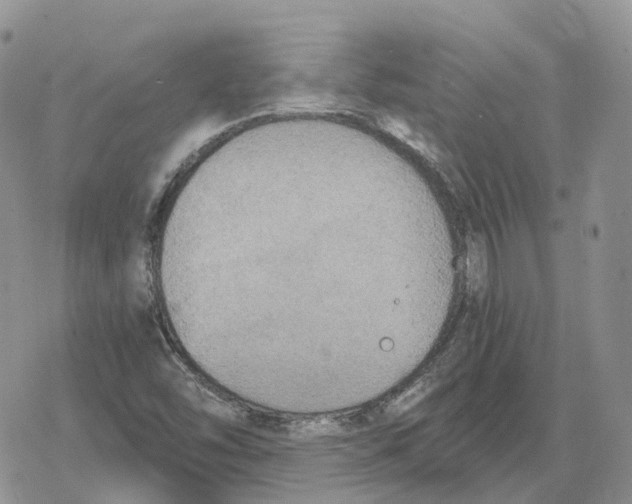 X0000078291454200611251431