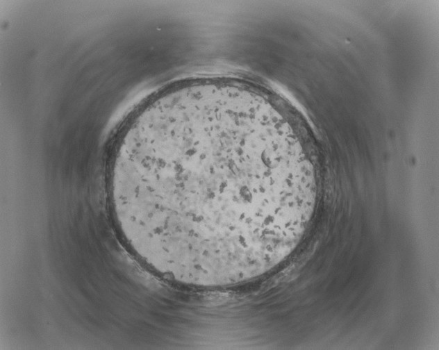 X0000078291456200611251431