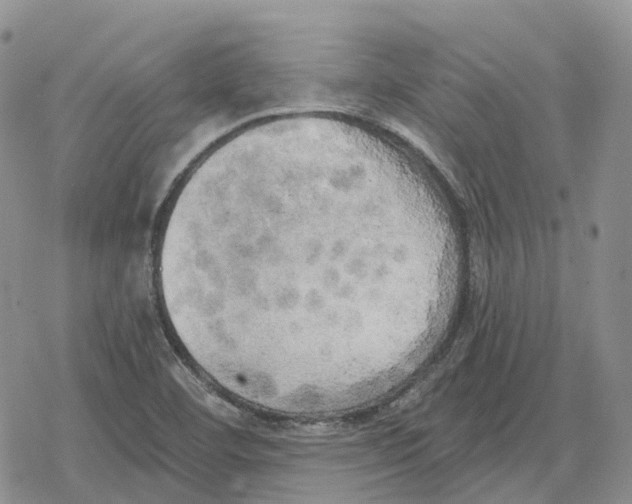 X0000078291460200611251431