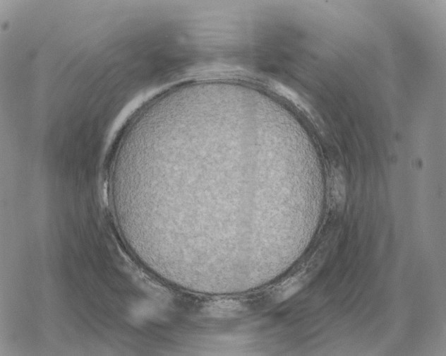 X0000078291462200611251431