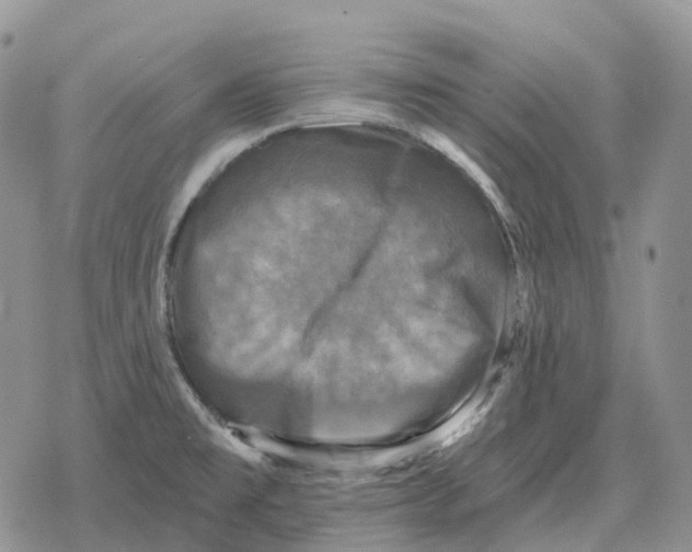 X0000078291477200611251431