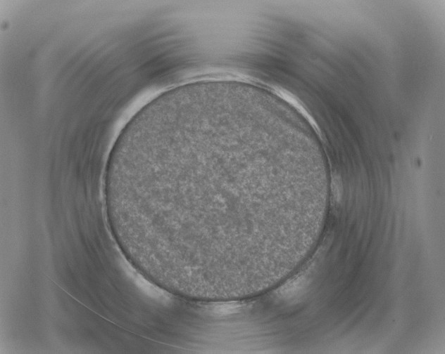 X0000078291482200611251431