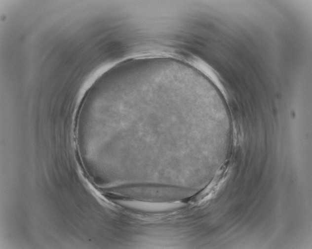 X0000078291485200611251431