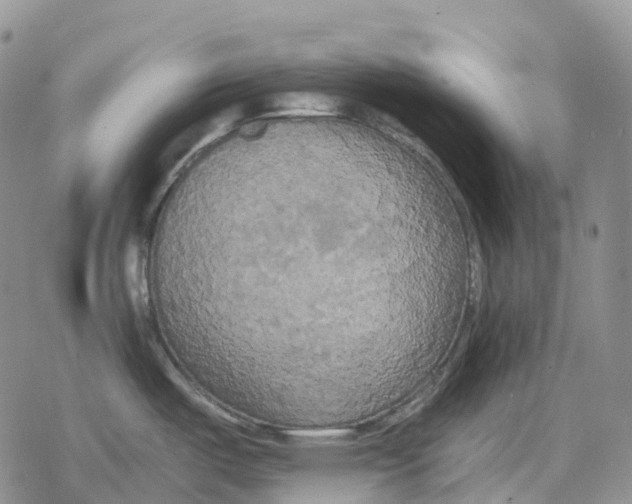 X0000078291487200611251430