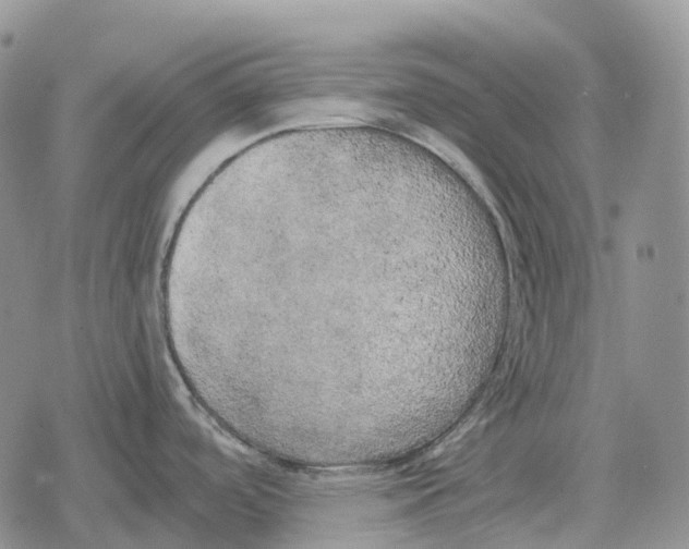 X0000078291488200611251430