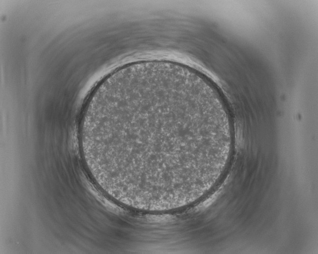 X0000078291498200611251430