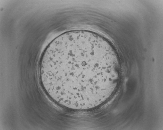 X0000078291517200611251430