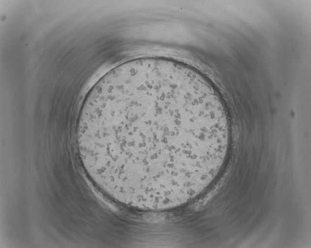 X0000078291521200611251430