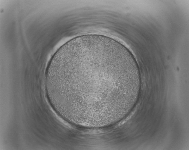 X0000078291525200611251430