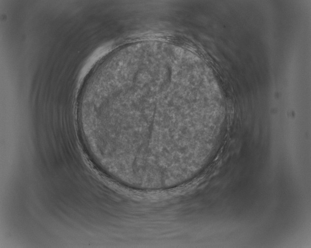 X0000078290006200612011821