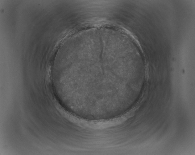 X0000078290018200612011820