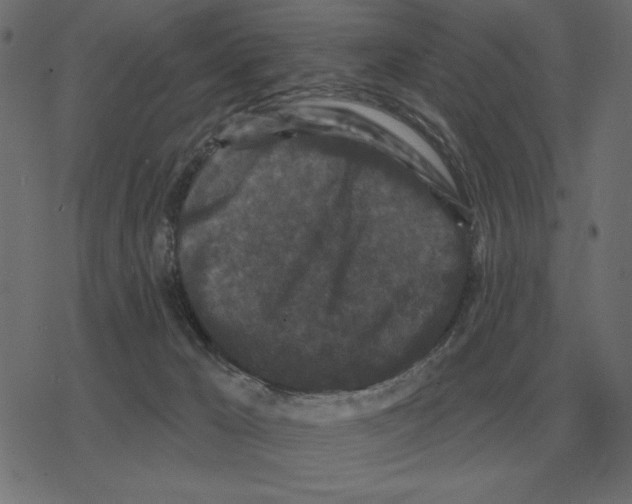 X0000078290029200612011820