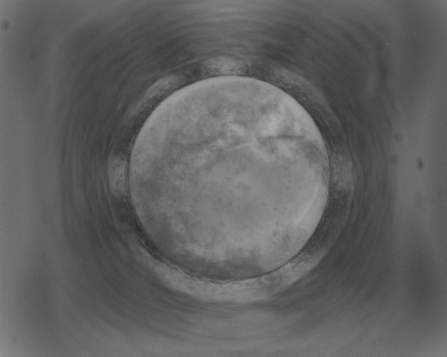 X0000078290036200612011820