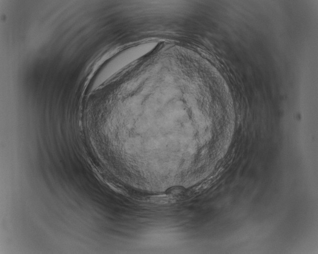 X0000078290050200612011819