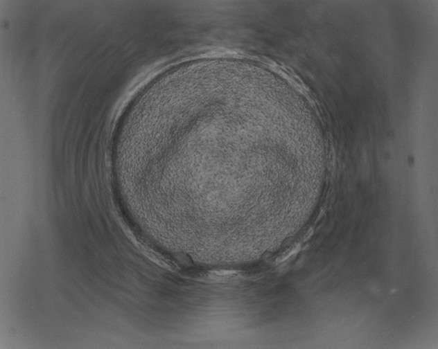 X0000078290055200612011819