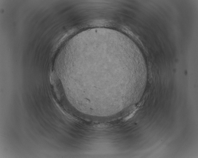 X0000078290062200612011819