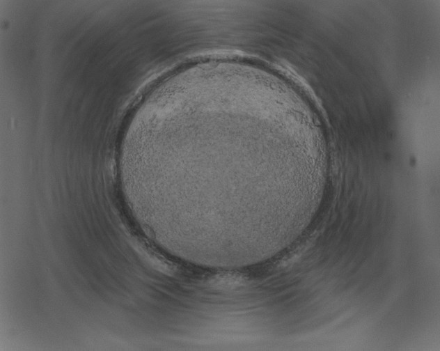 X0000078290063200612011819