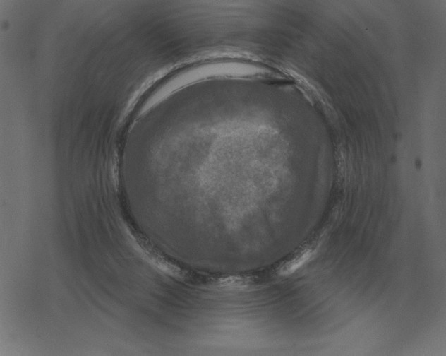 X0000078290064200612011819