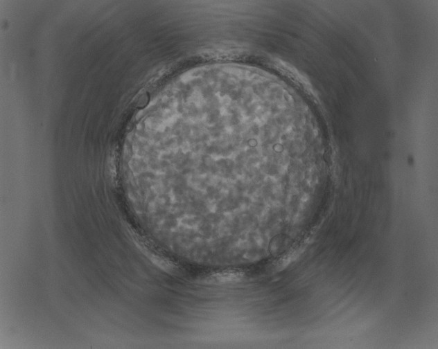 X0000078290065200612011819